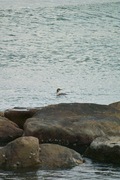 birds_Takiport12242007-08.jpg