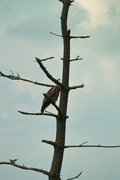 birds_Takiport12242007-09.jpg