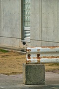 birds_Takiport12242007-10.jpg