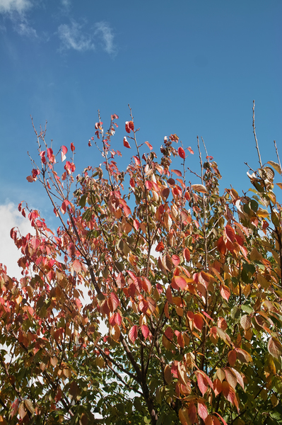 colored_leaves11202008d.jpg