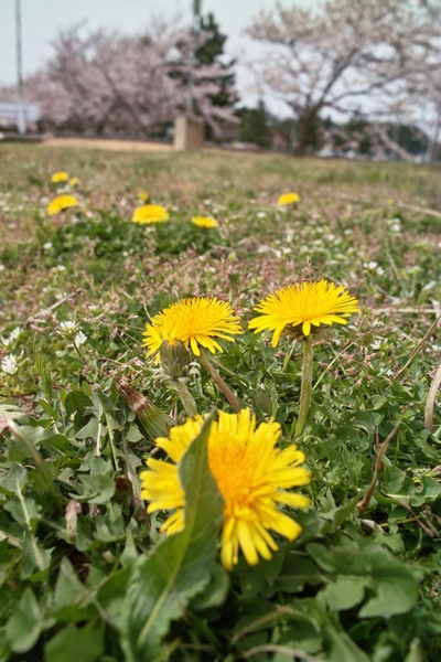 dandelion04092008.jpg