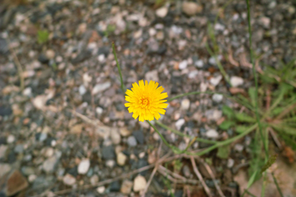 dandelion06022008d.jpg