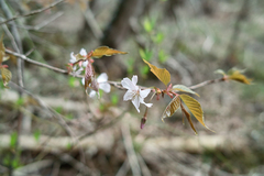 flower04152011dp2-4.jpg