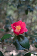 flower04152011dp2-5.jpg