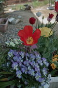 flower04292009-01dp2.jpg