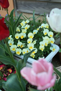 flower04292009-02dp2.jpg