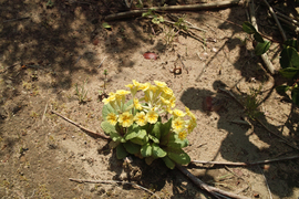 flower04292009-03dp2.jpg