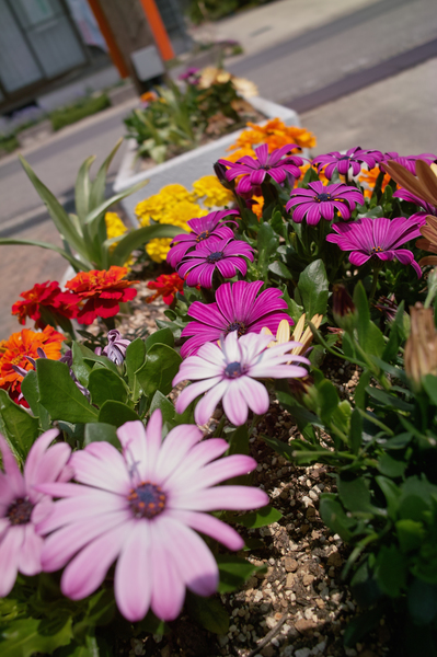 flower05232008d02.jpg