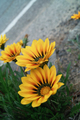 flower05302009dp2-3.jpg