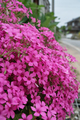 flower05302009dp2-4.jpg