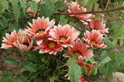 flower05302009dp2-5.jpg