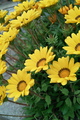 flower05302009dp2-6.jpg