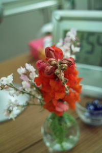 flower06022009dp2-1.jpg