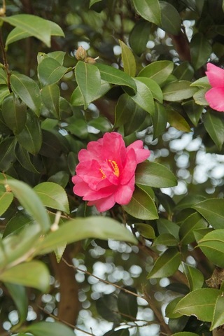 flower12232007-01.jpg