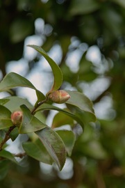 flower12232007-02.jpg