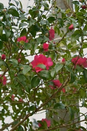 flower12232007-03.jpg