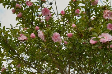 flower12232007-04.jpg