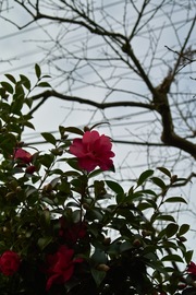 flower12232007-05.jpg