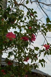 flower12232007-06.jpg