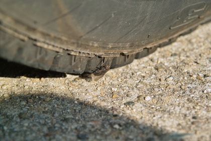 fly12232007.jpg