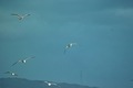 gull12312007−03.jpg