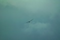 gull12312007−07.jpg