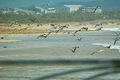 gull12312007−08.jpg