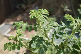 leaves04292009dp2.jpg