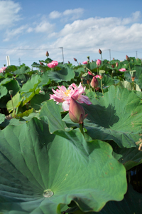lotus_flower09062009dp2-03.jpg