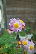 my_garden11102007-03.jpg