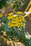 my_garden11102007-04.jpg