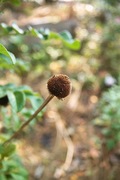 my_garden11102007-08.jpg