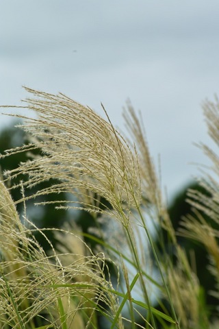 walk_around09082007-01.jpg