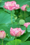 walk_around09082007-03.jpg