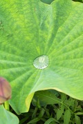 walk_around09082007-04.jpg