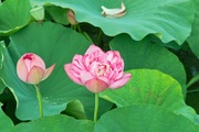 walk_around09082007-05.jpg