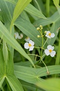 walk_around09082007-07.jpg