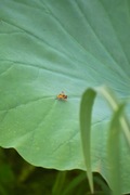 walk_around09082007-08.jpg