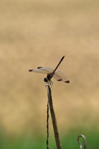 walk_around09152007-01.jpg