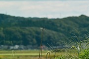 walk_around09152007-03.jpg