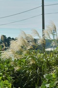walk_around09152007-04.jpg