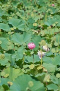 walk_around09152007-05.jpg