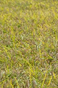 walk_around09152007-06.jpg