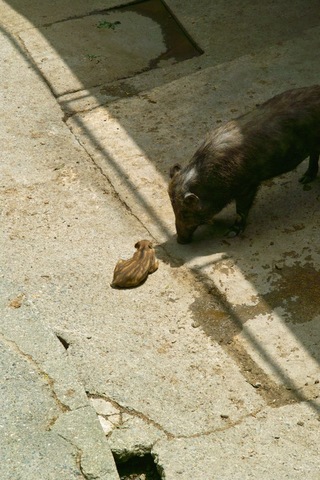 wild_boar01.jpg